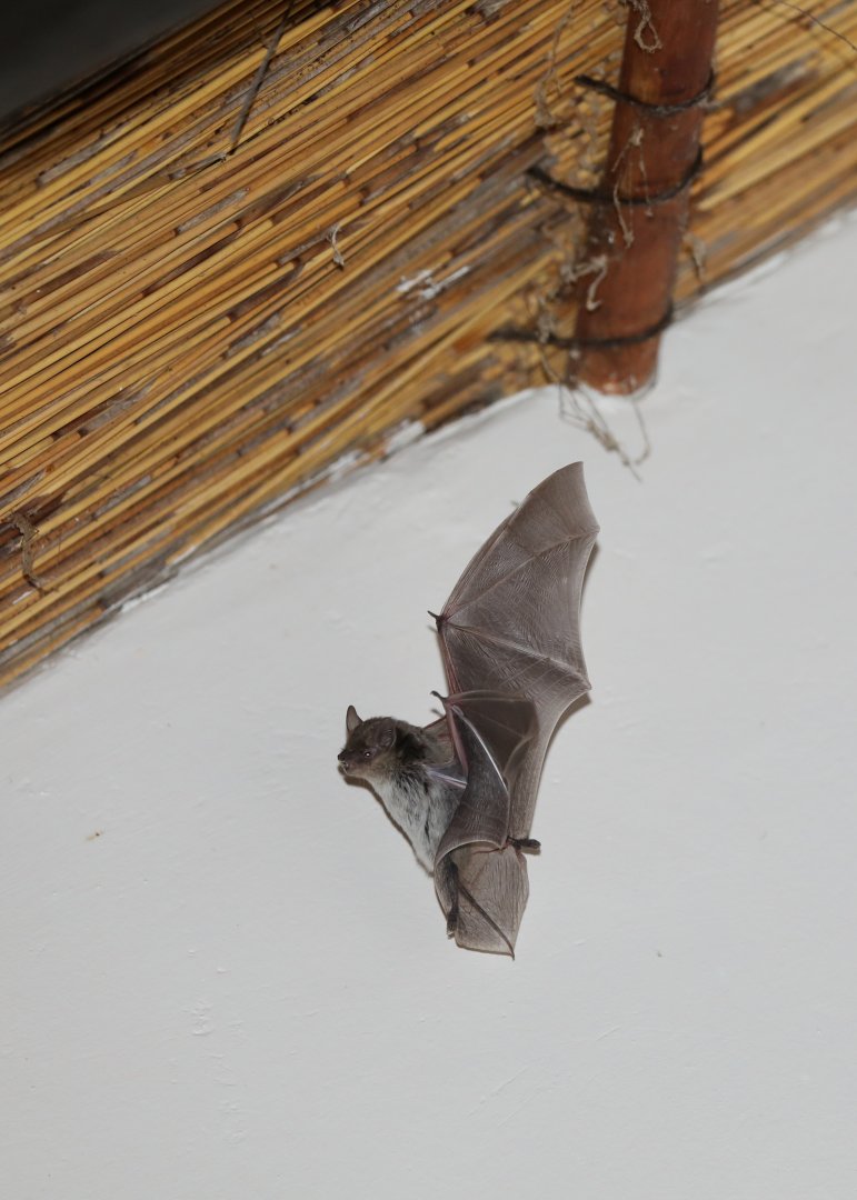 long-tailed house bat or long-tailed serotine bat (Eptesicus hottentotus)