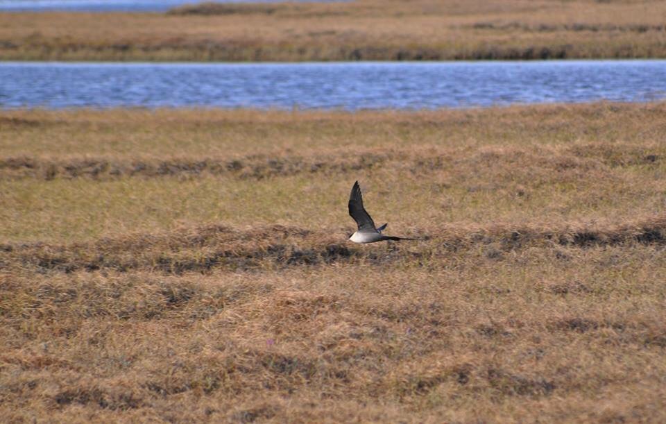 Long-tailed Jaeger - Alaska