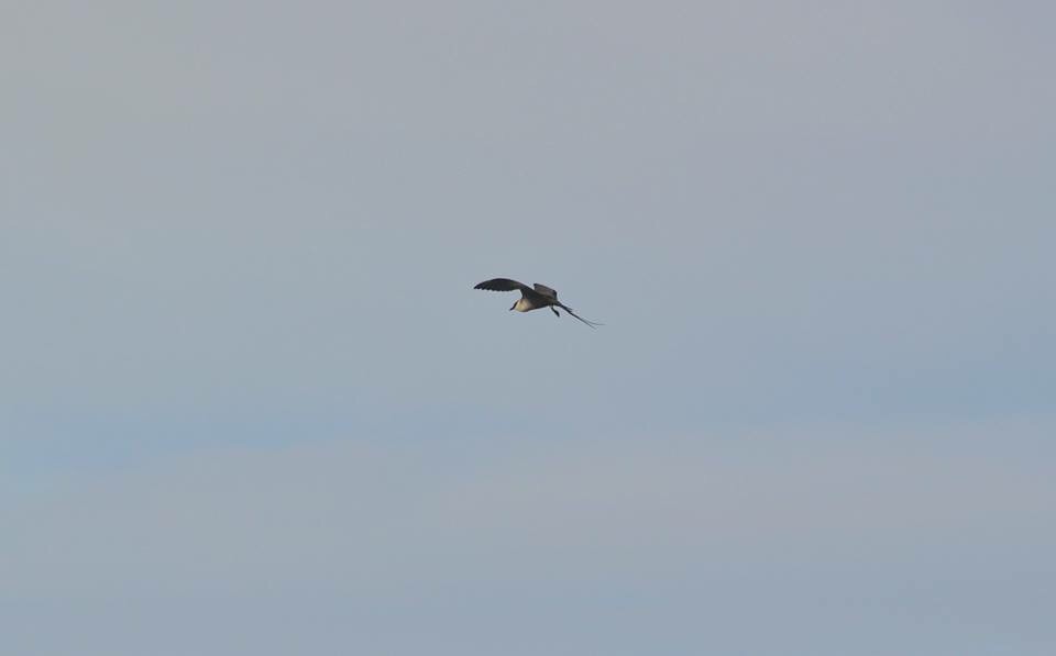 Long-tailed Jaeger - Alaska