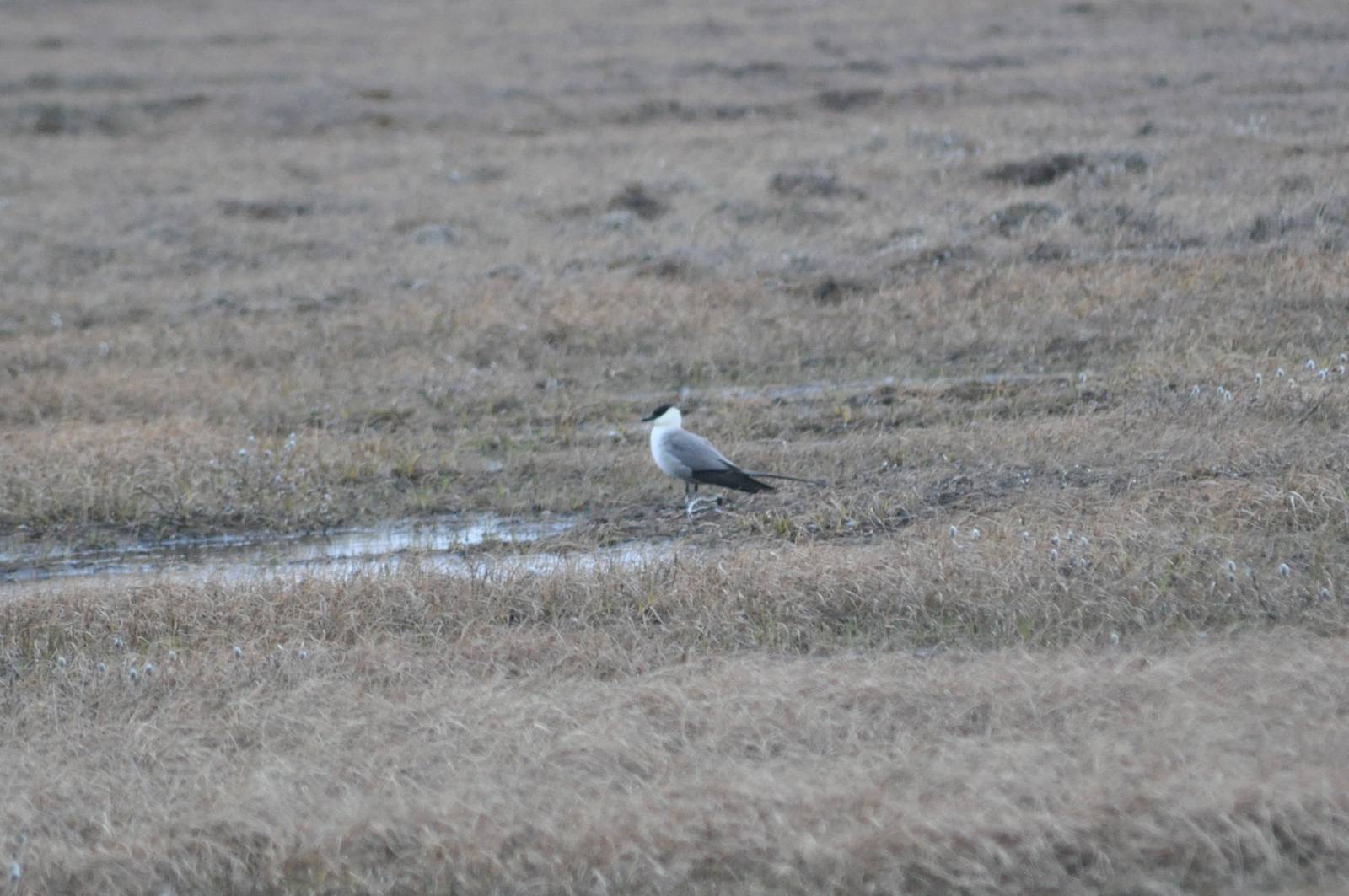 Long-tailed Jaeger - Alaska
