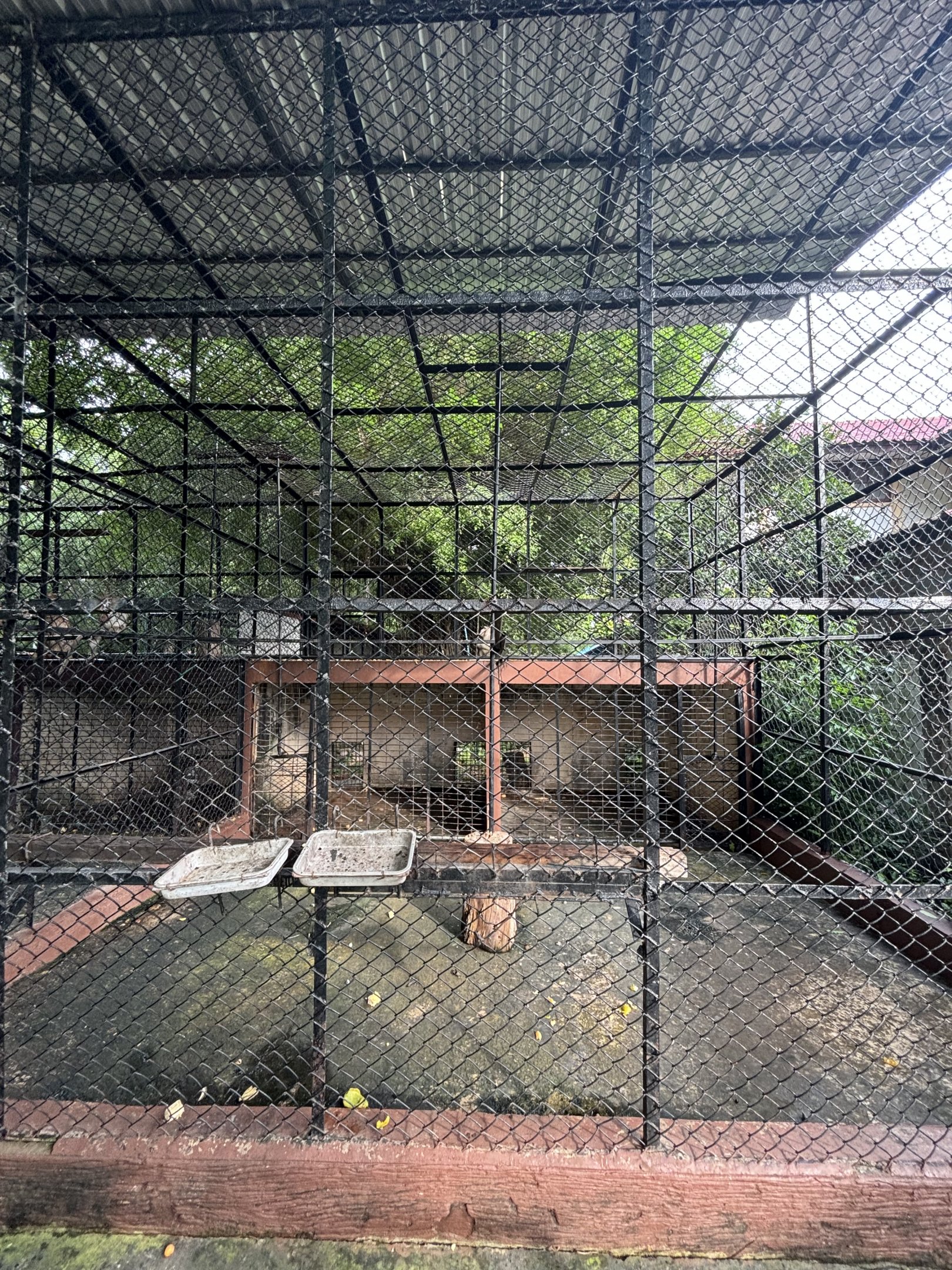Long-tailed Macaque Exhibit #1 - Lopburi Zoo