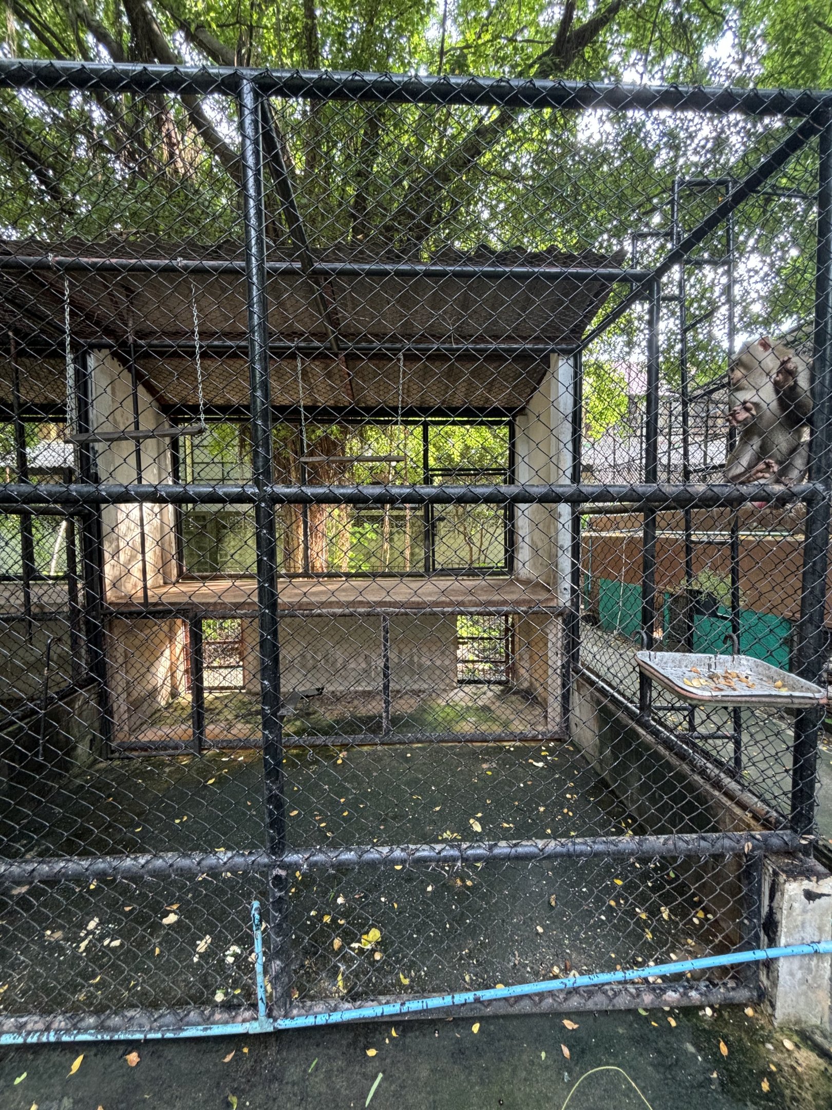 Long-tailed Macaque Exhibit #2 - Lopburi Zoo