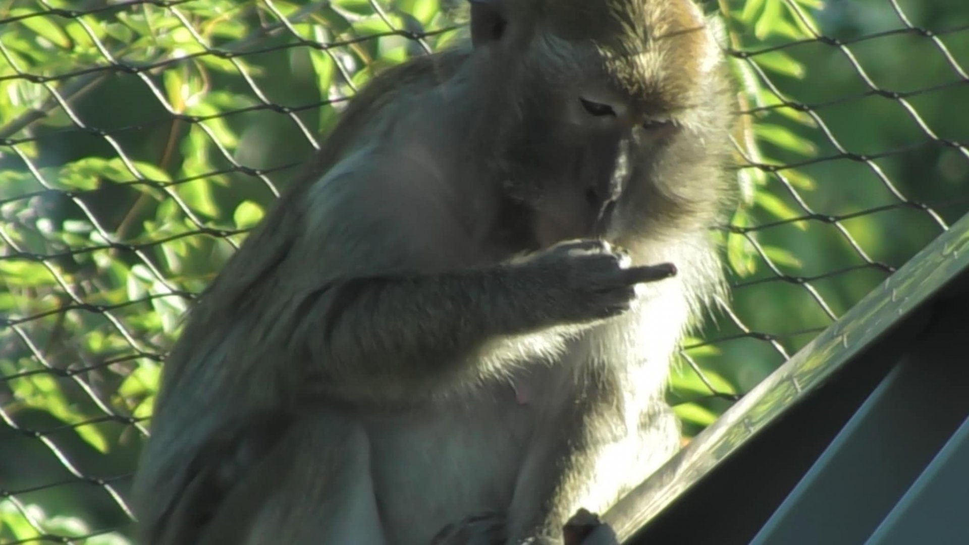 long-tailed macaque gives me the finger