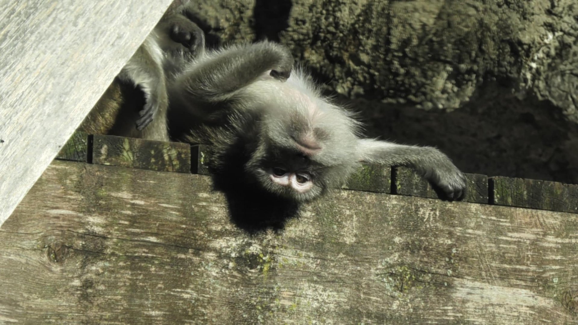long-tailed macaque hanging out upside down