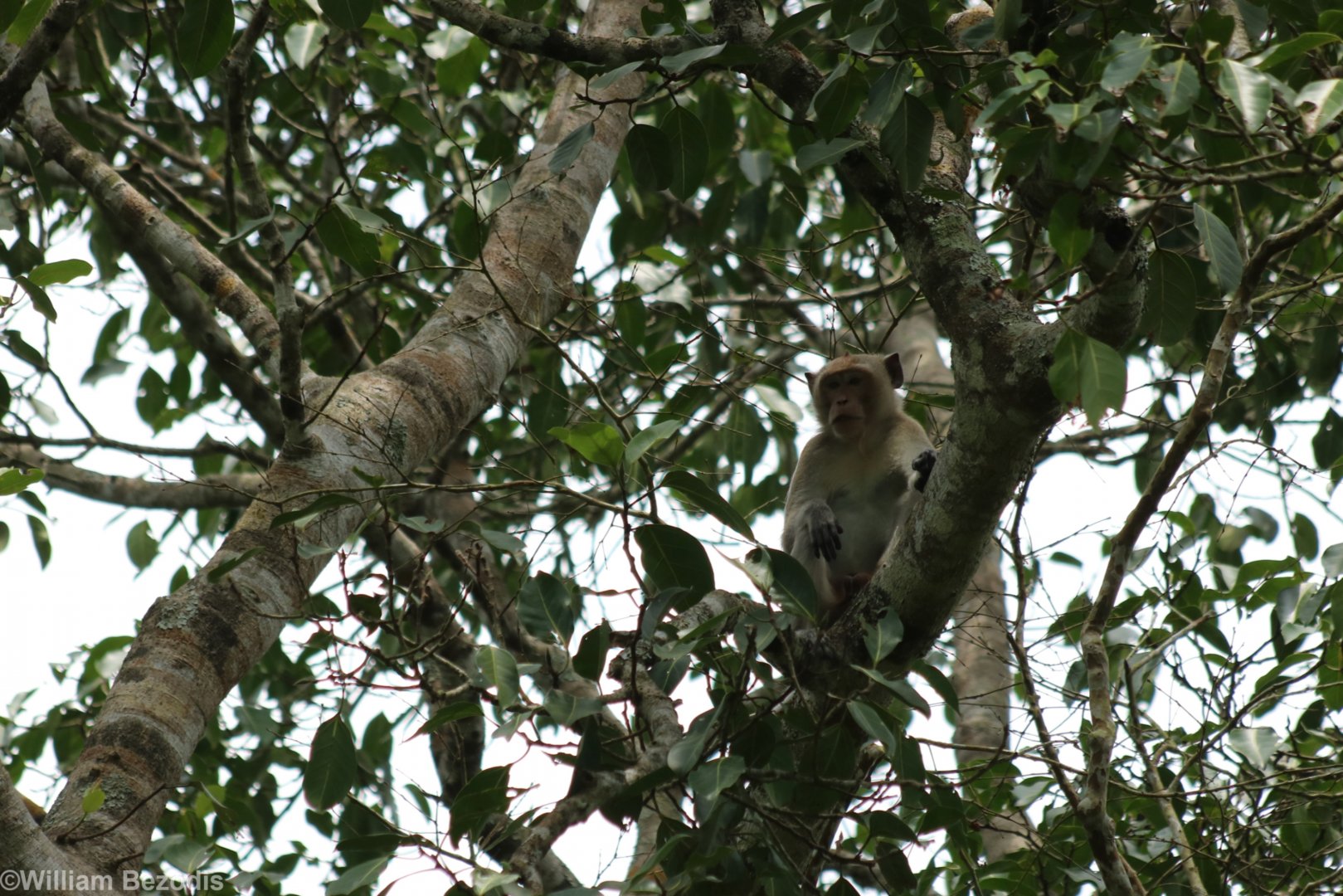 Long-tailed Macaque - Kaeng Krachan National Park