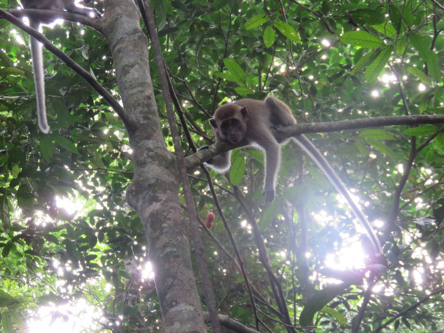Long-tailed Macaque - Kinabatangan River, Sabah, Borneo