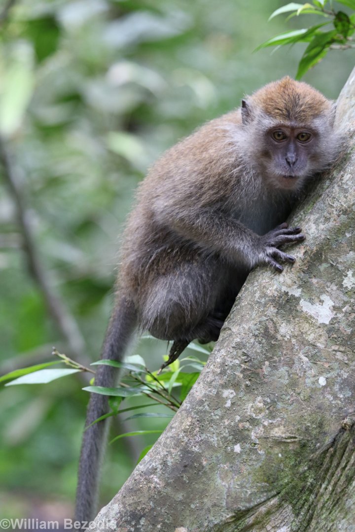 Long-tailed Macaque - Kuala Selangor