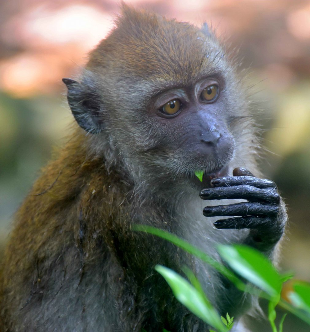 Long-tailed Macaque (Macaca fascicularis fascicularis)
