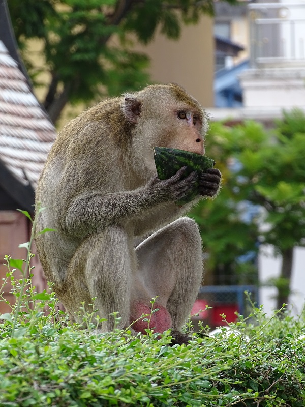 Long-tailed macaque (Macaca fascicularis)
