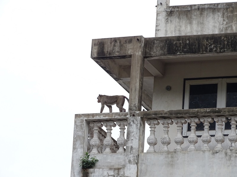Long-tailed macaque (Macaca fascicularis)