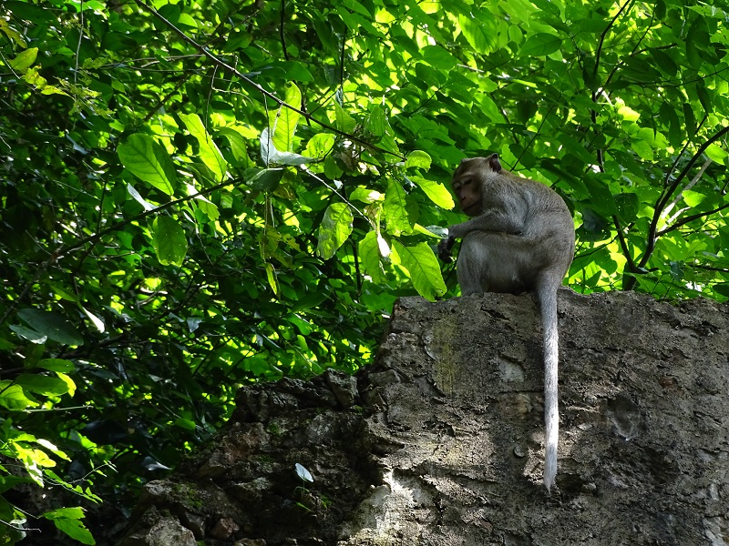 Long-tailed macaque (Macaca fascicularis)