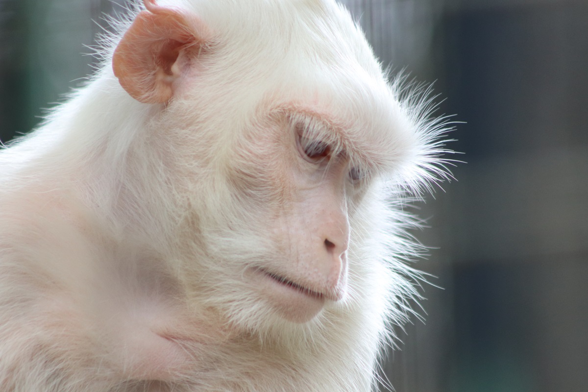 Long-tailed Macaque (Macaca fascicularis)