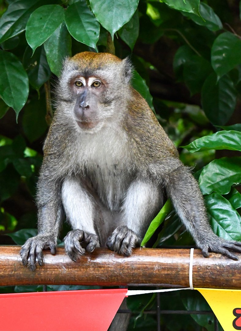 Long-tailed Macaque (Macaca fascicularis)