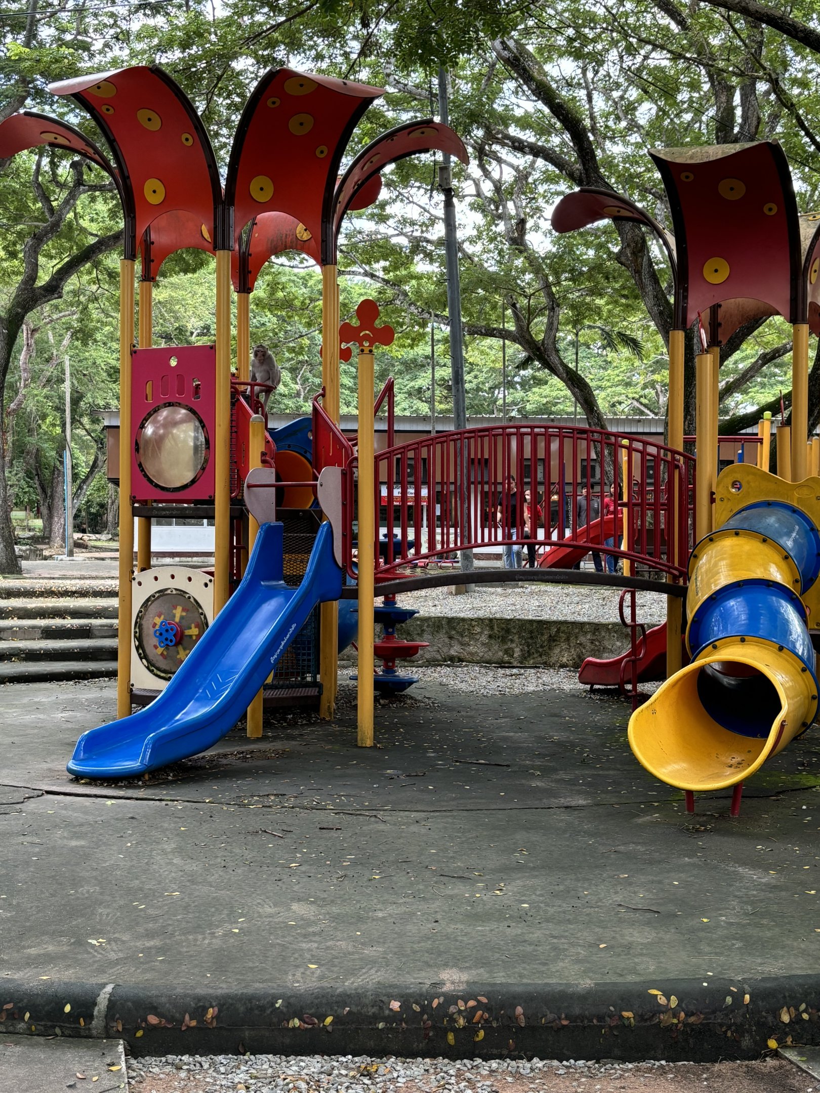 Long-tailed Macaque - on playground