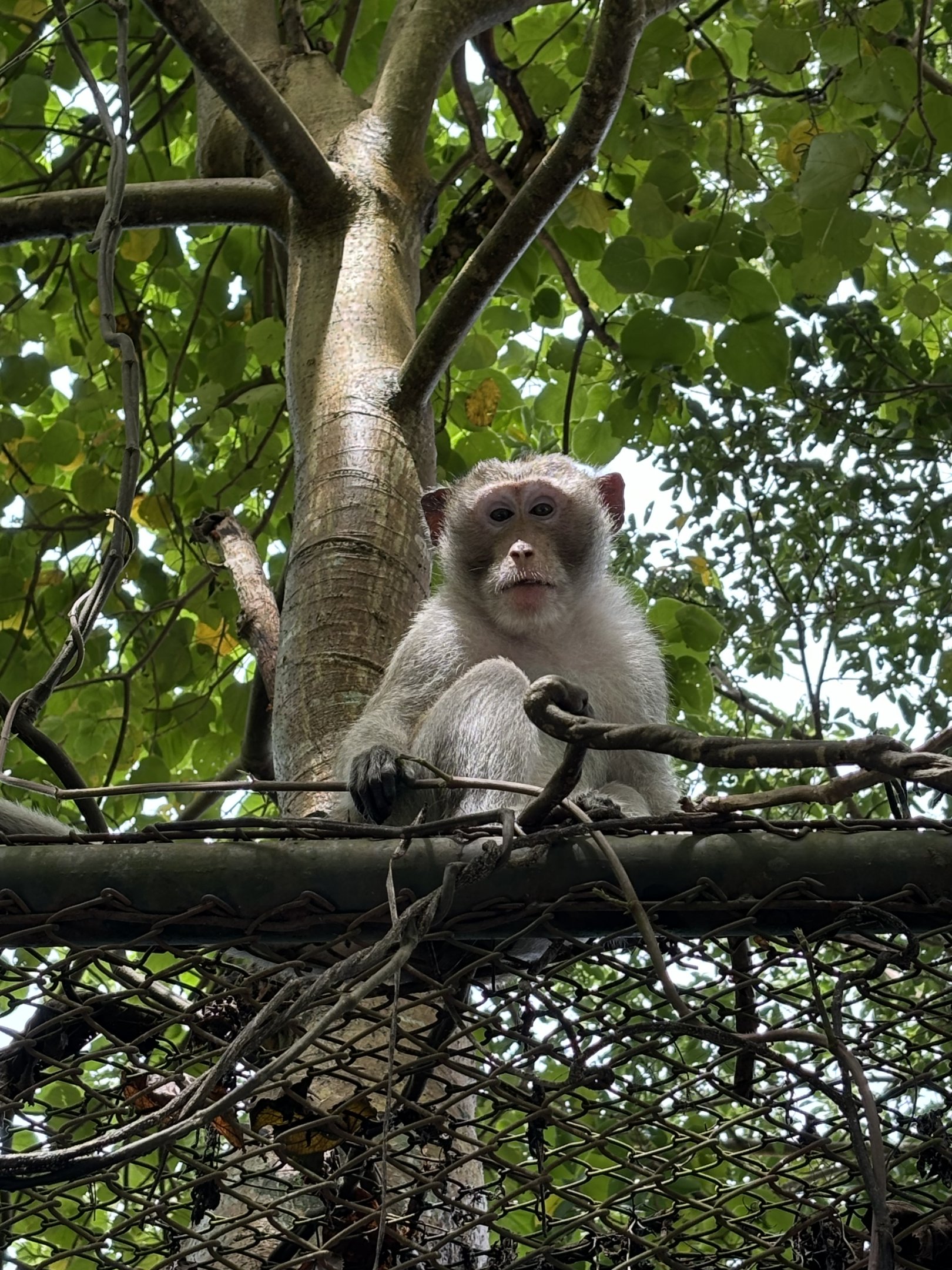 Long-tailed Macaque - wild