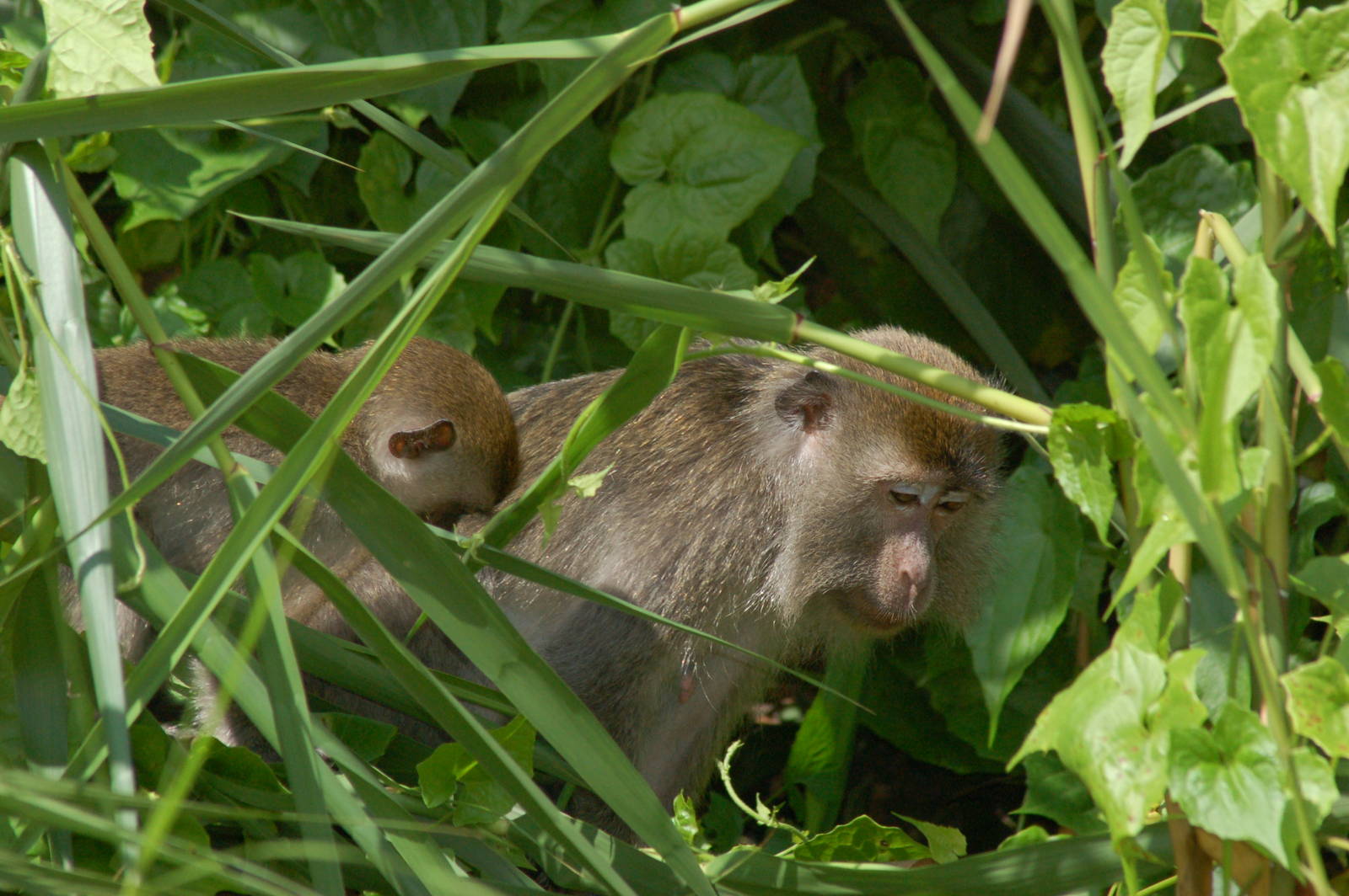 Long tailed macaque