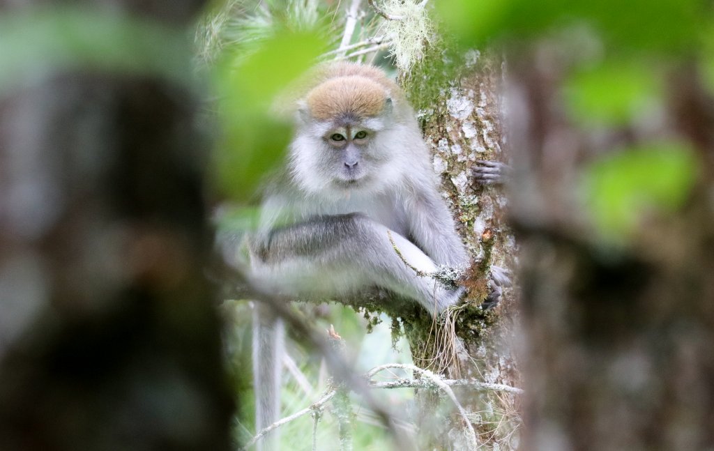 Long-tailed Macaque