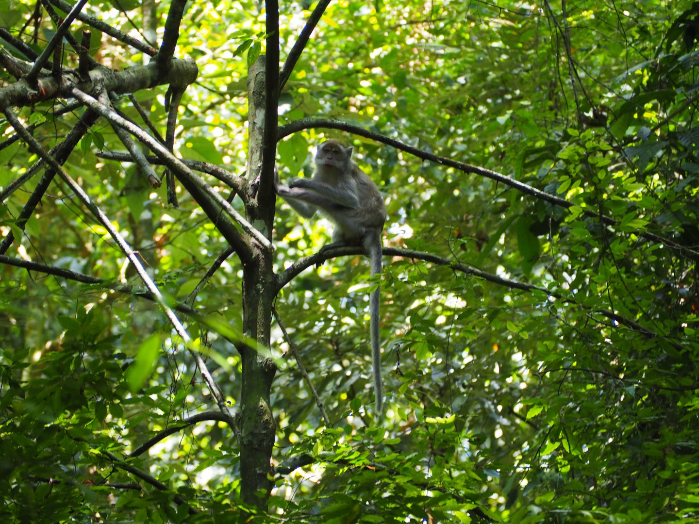 Long-tailed Macaque