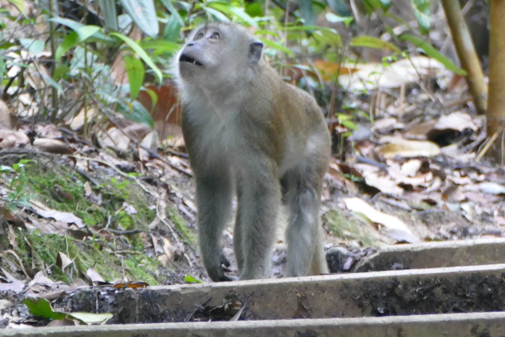 Long-tailed macaque