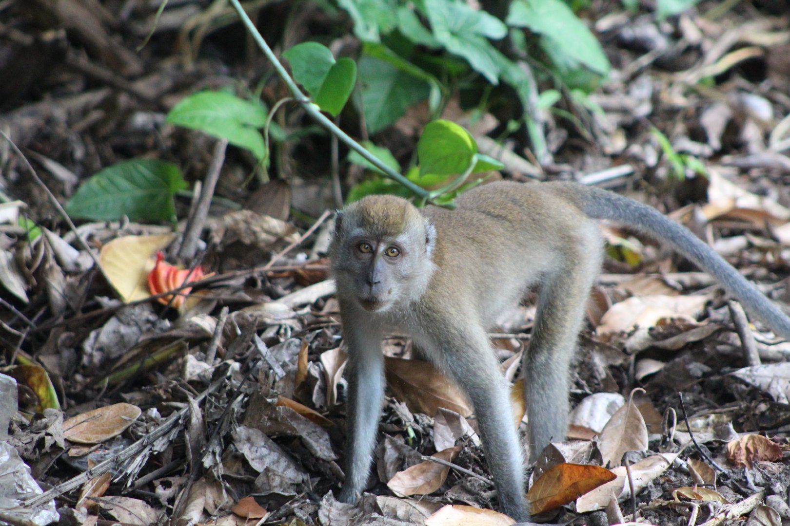 Long-tailed Macaque