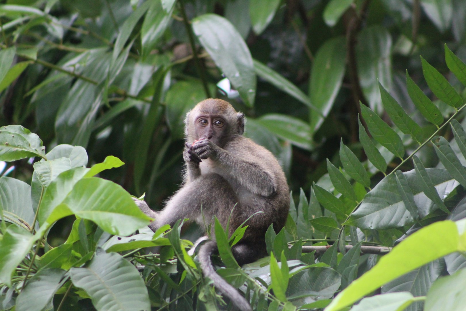 Long-tailed Macaque