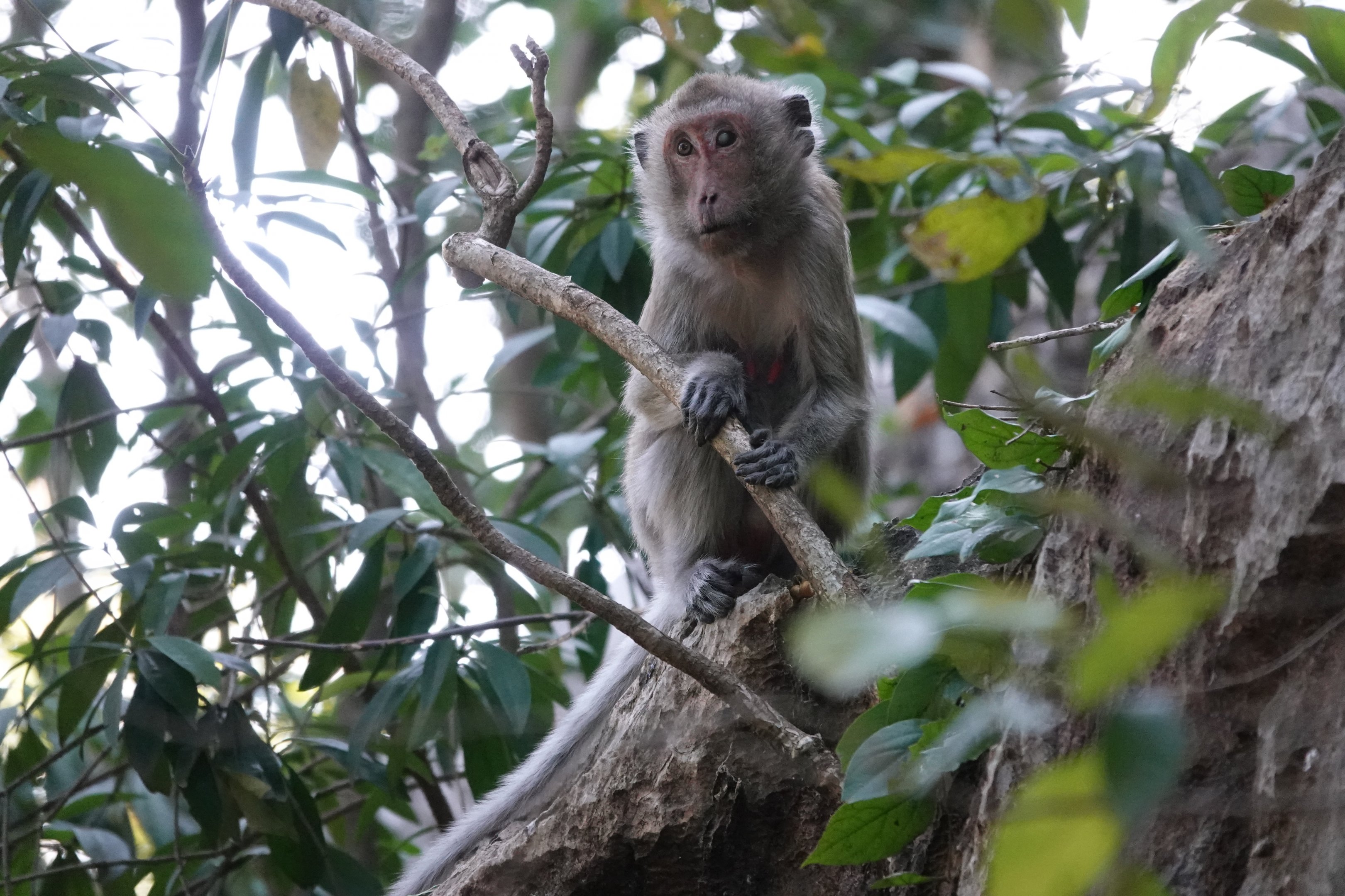 Long-tailed Macaque