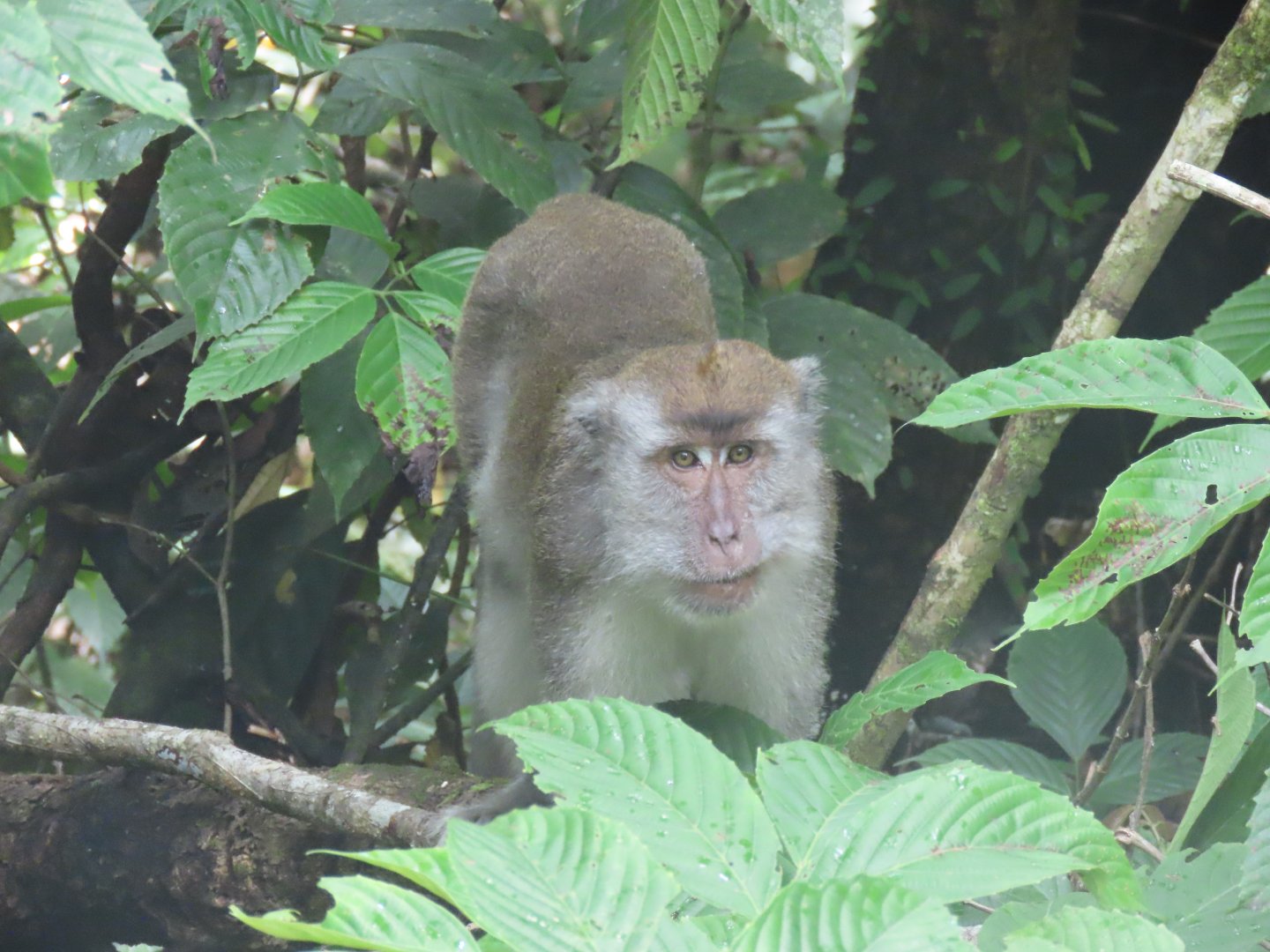 Long tailed macaque