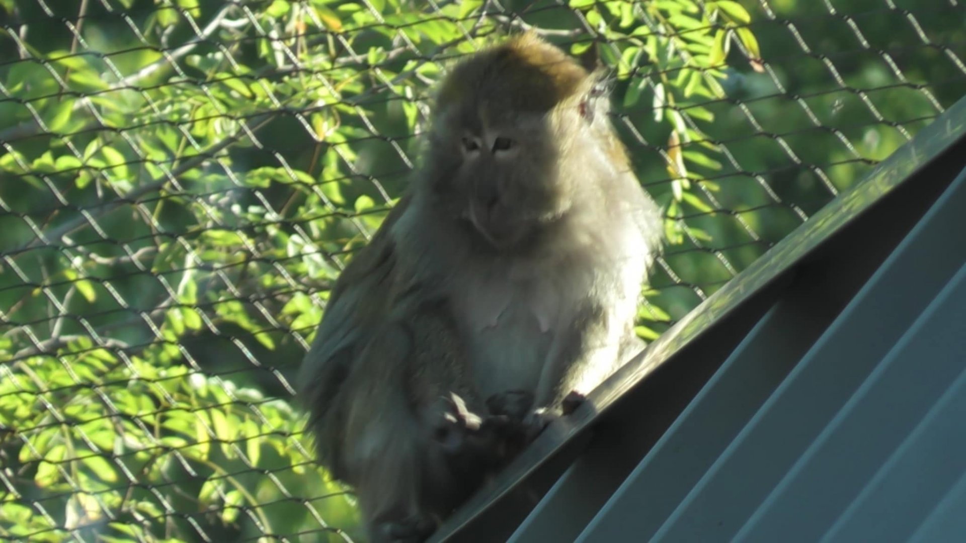 long-tailed macaque