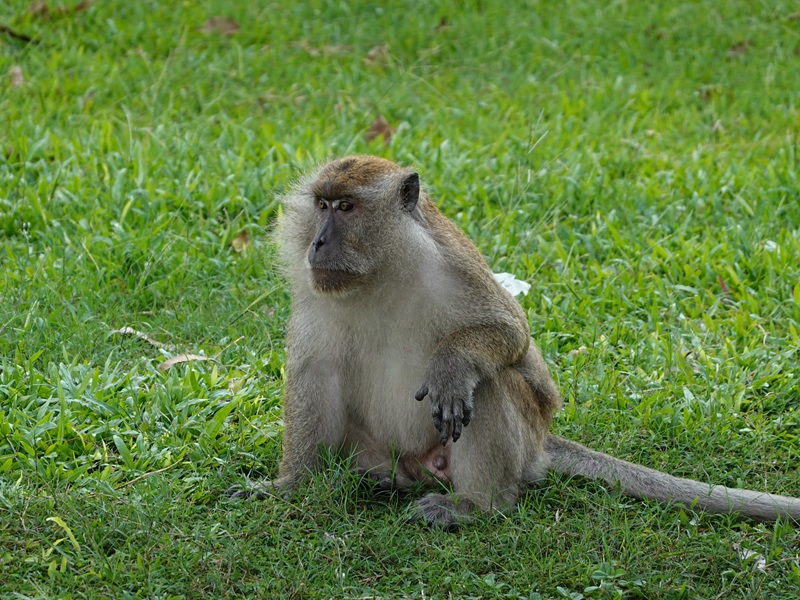 Long-tailed macaque