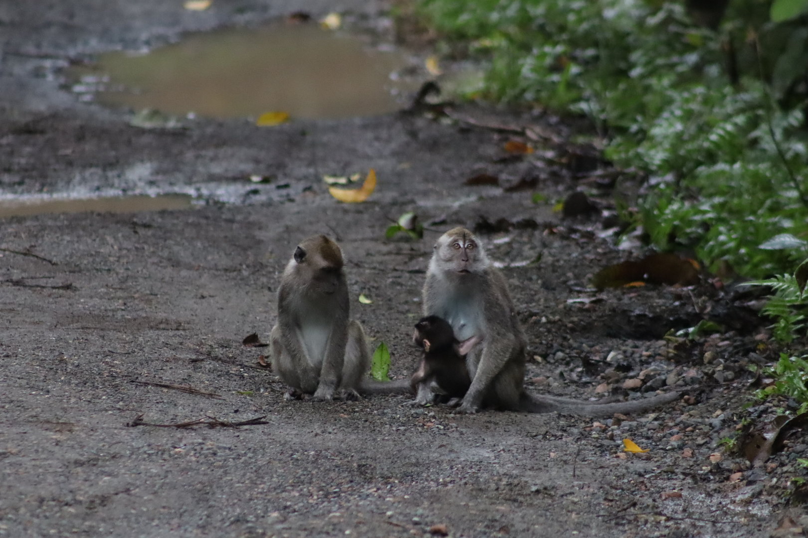 Long-tailed macaques - Danum Valley Field Centre, 21 June 2023