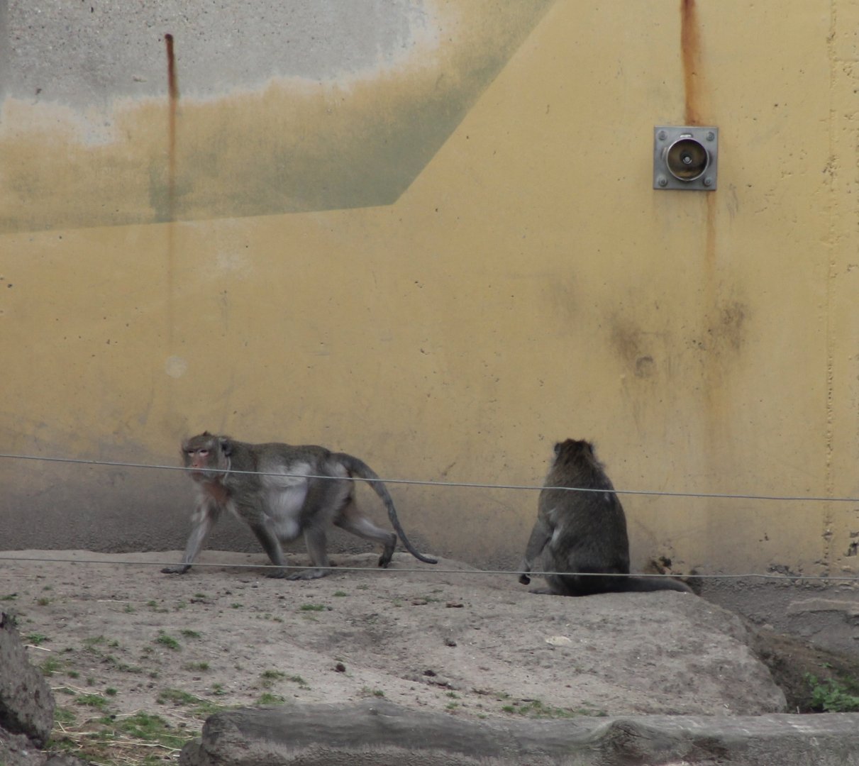 Long-tailed macaques