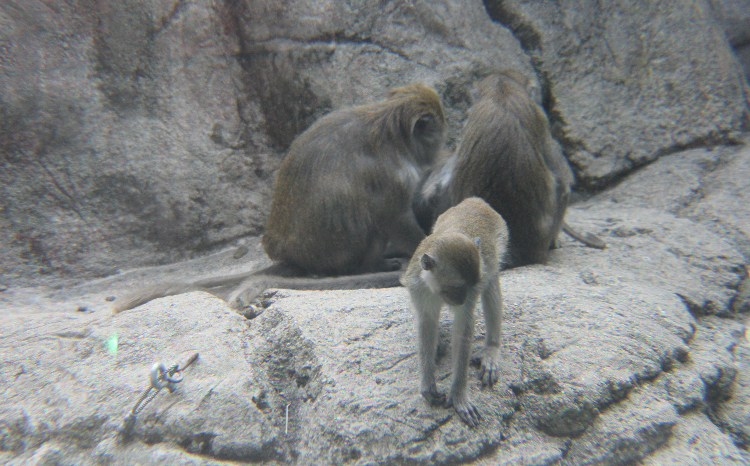 Long tailed macaques