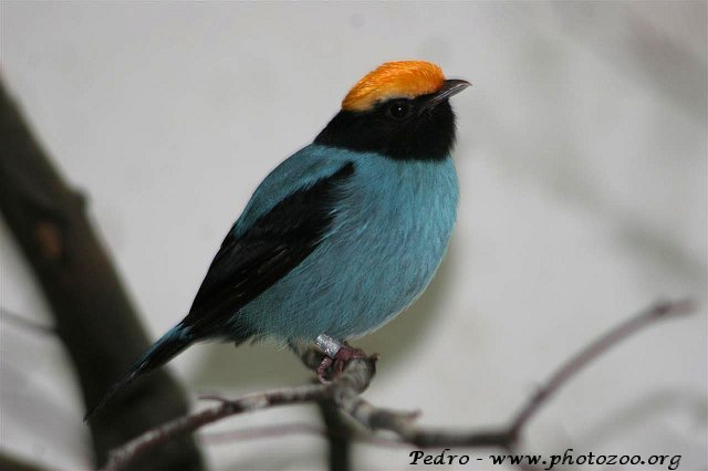 Long-tailed manakin (Chiroxiphia caudata)
