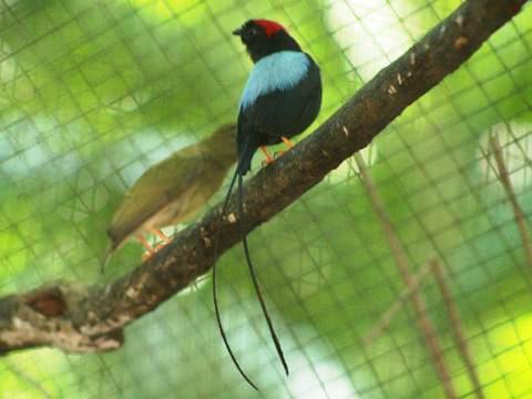 Long-tailed Manakin