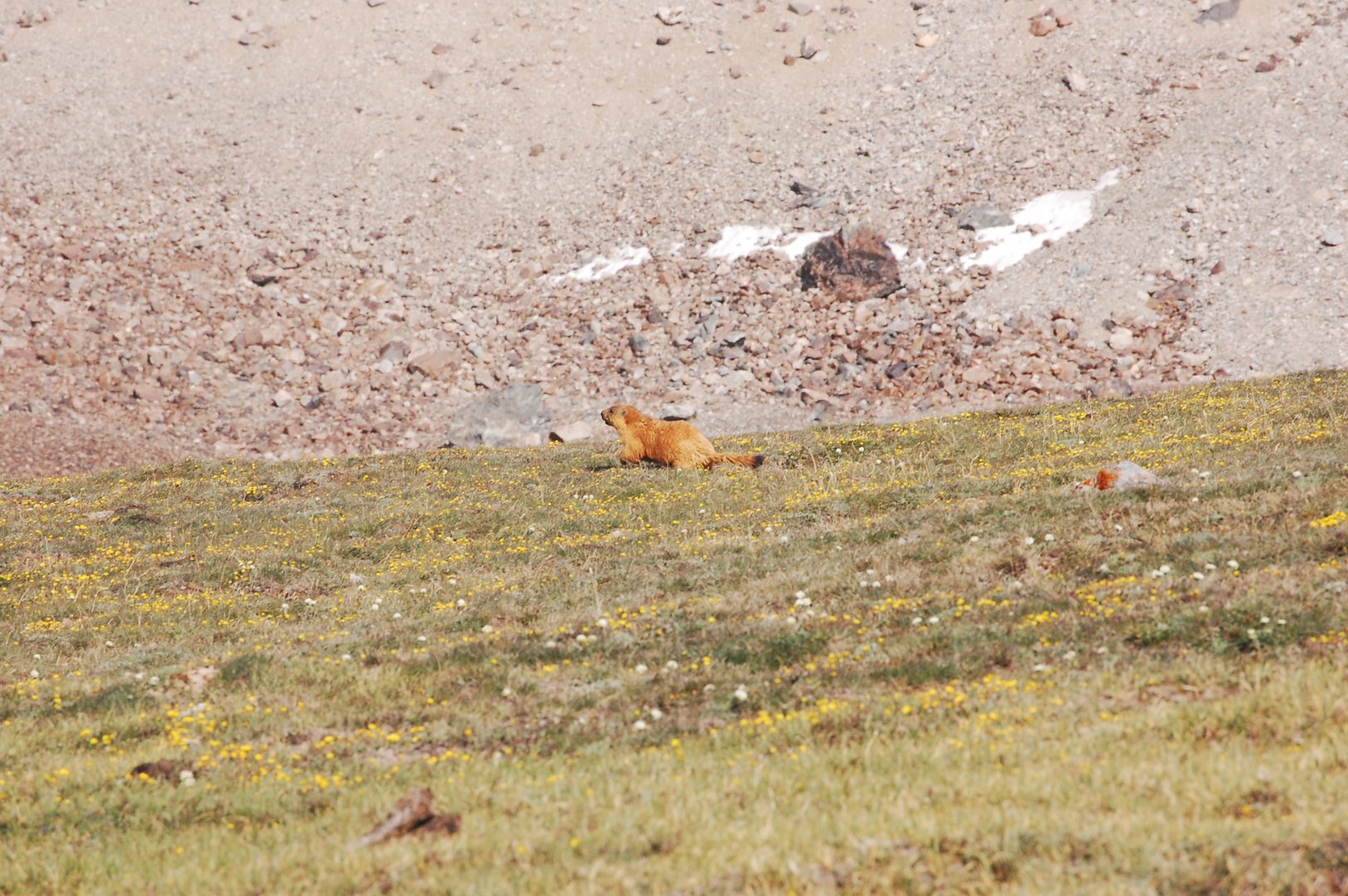 Long-tailed marmot - Khunjerab NP 7/5/2019
