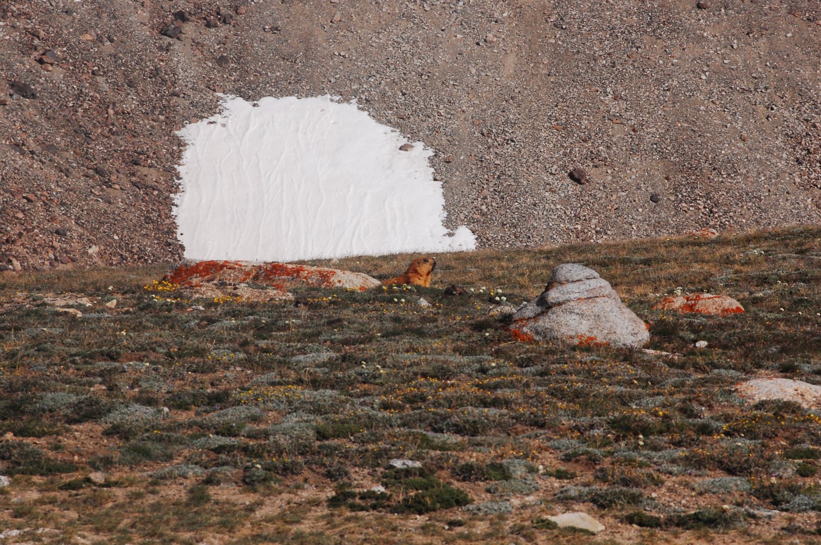 Long-tailed marmot - Khunjerab NP 7/5/2019