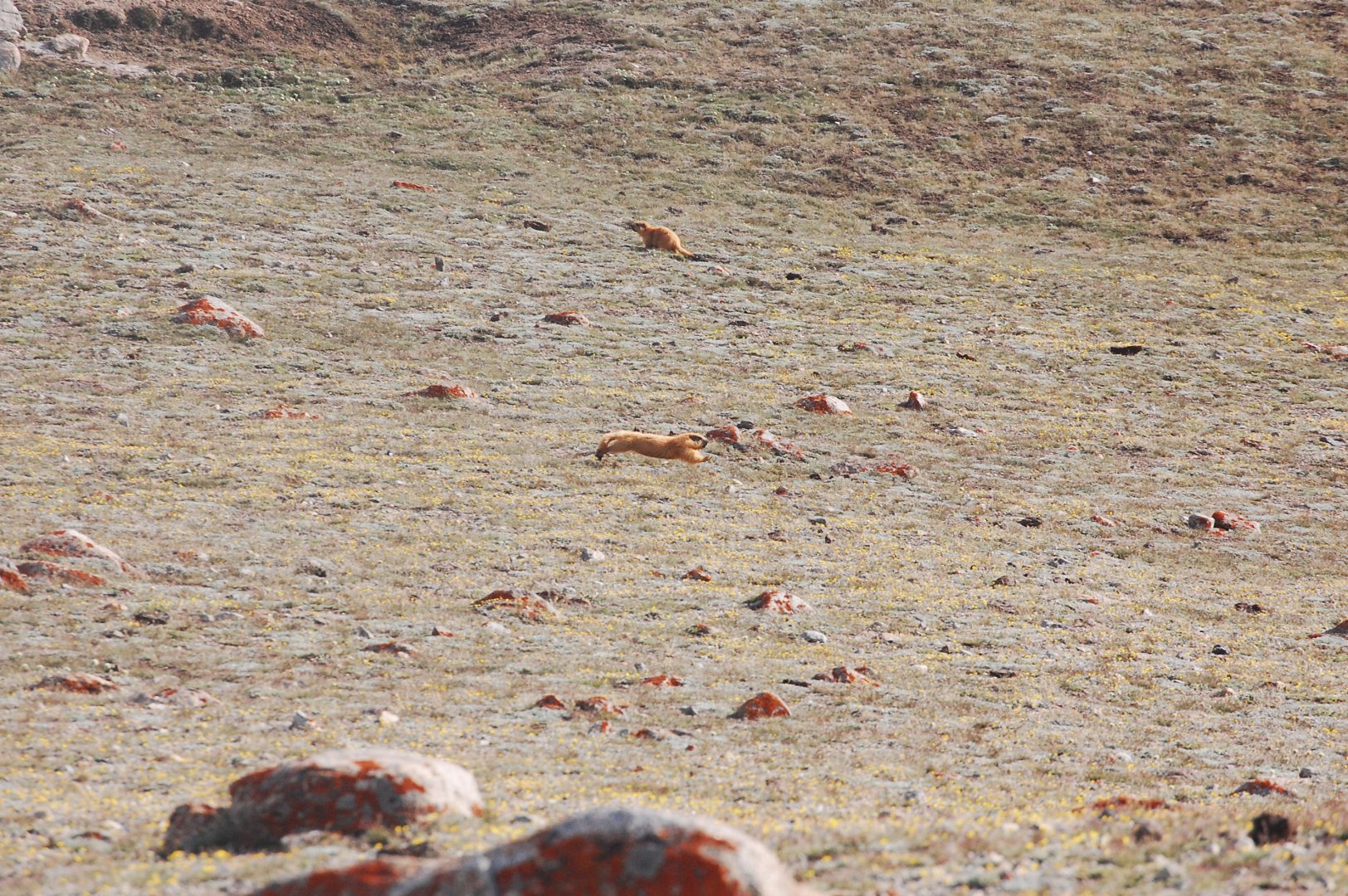 Long-tailed marmot - Khunjerab NP 7/5/2019