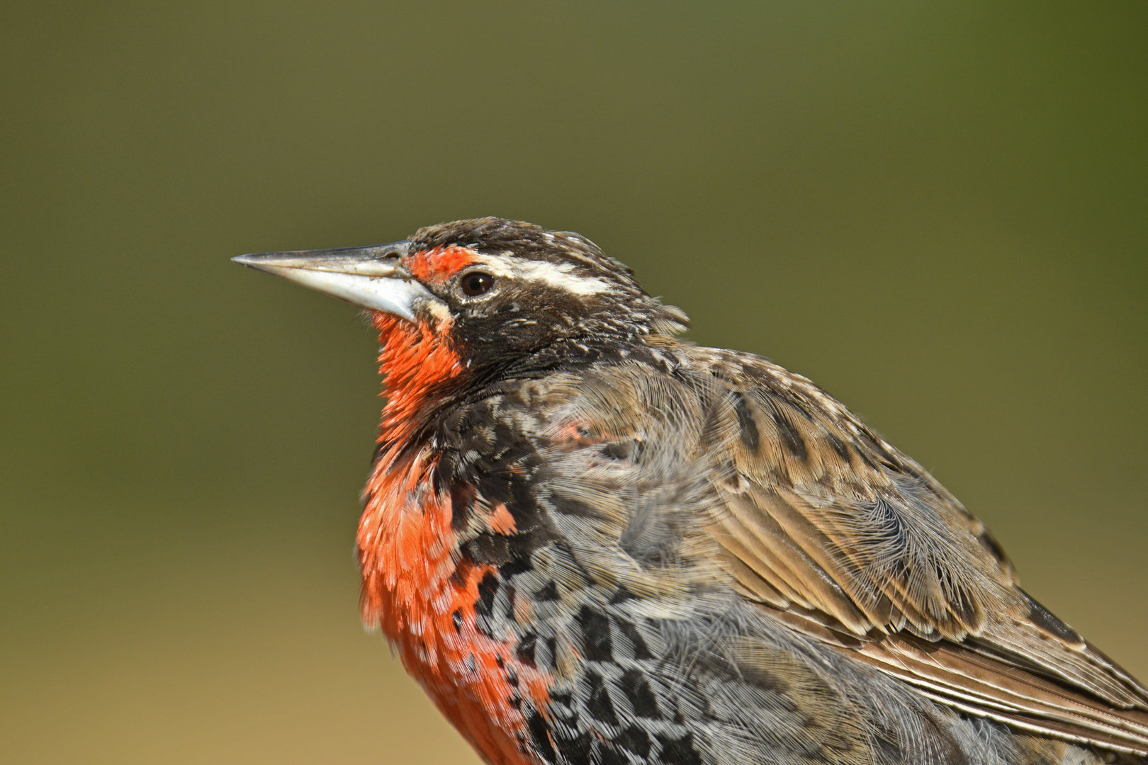 Long-tailed Meadowlark Leistes loyca