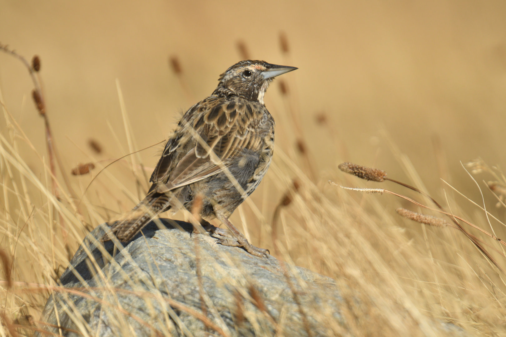 Long-tailed Meadowlark Leistes loyca