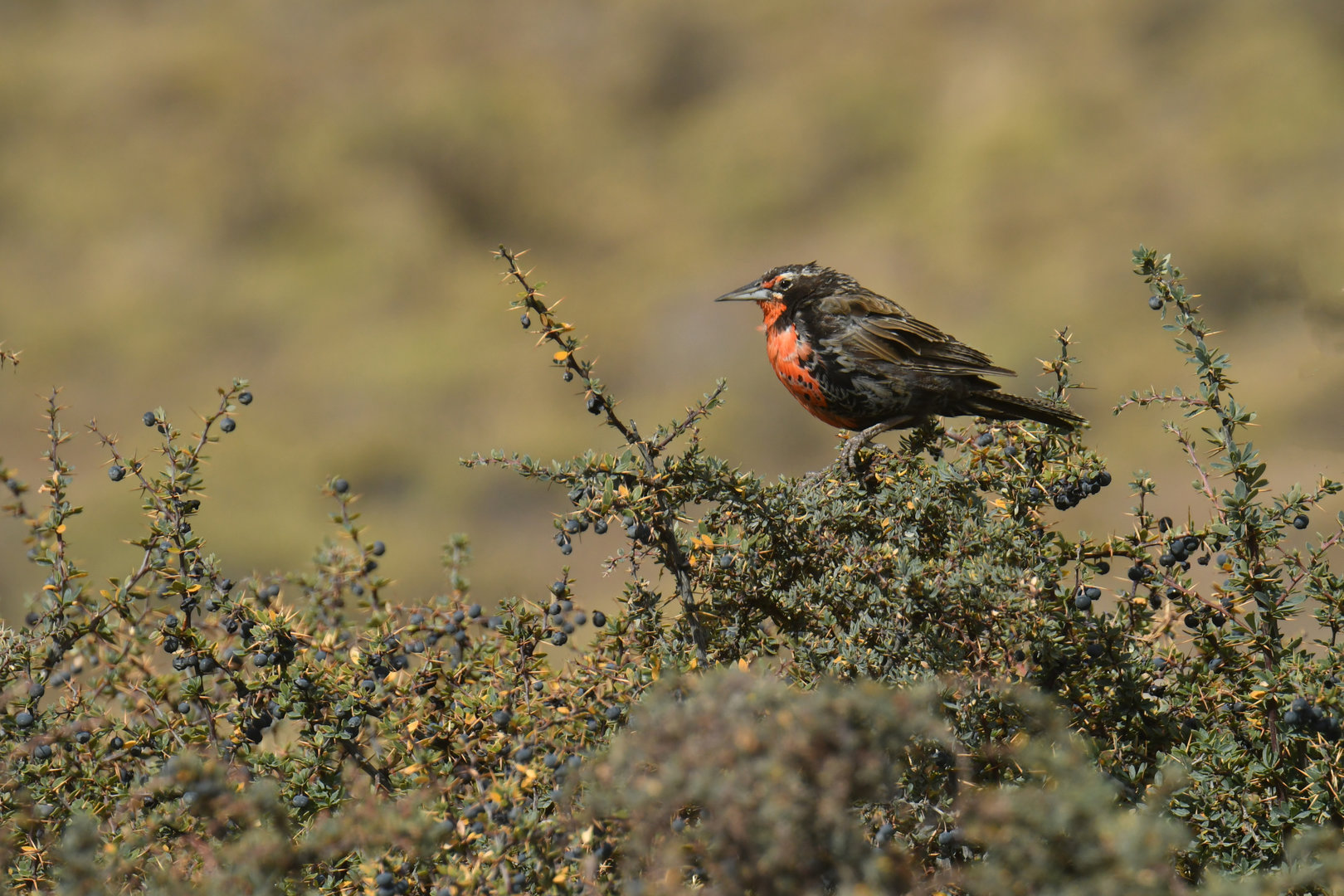 Long-tailed Meadowlark Leistes loyca