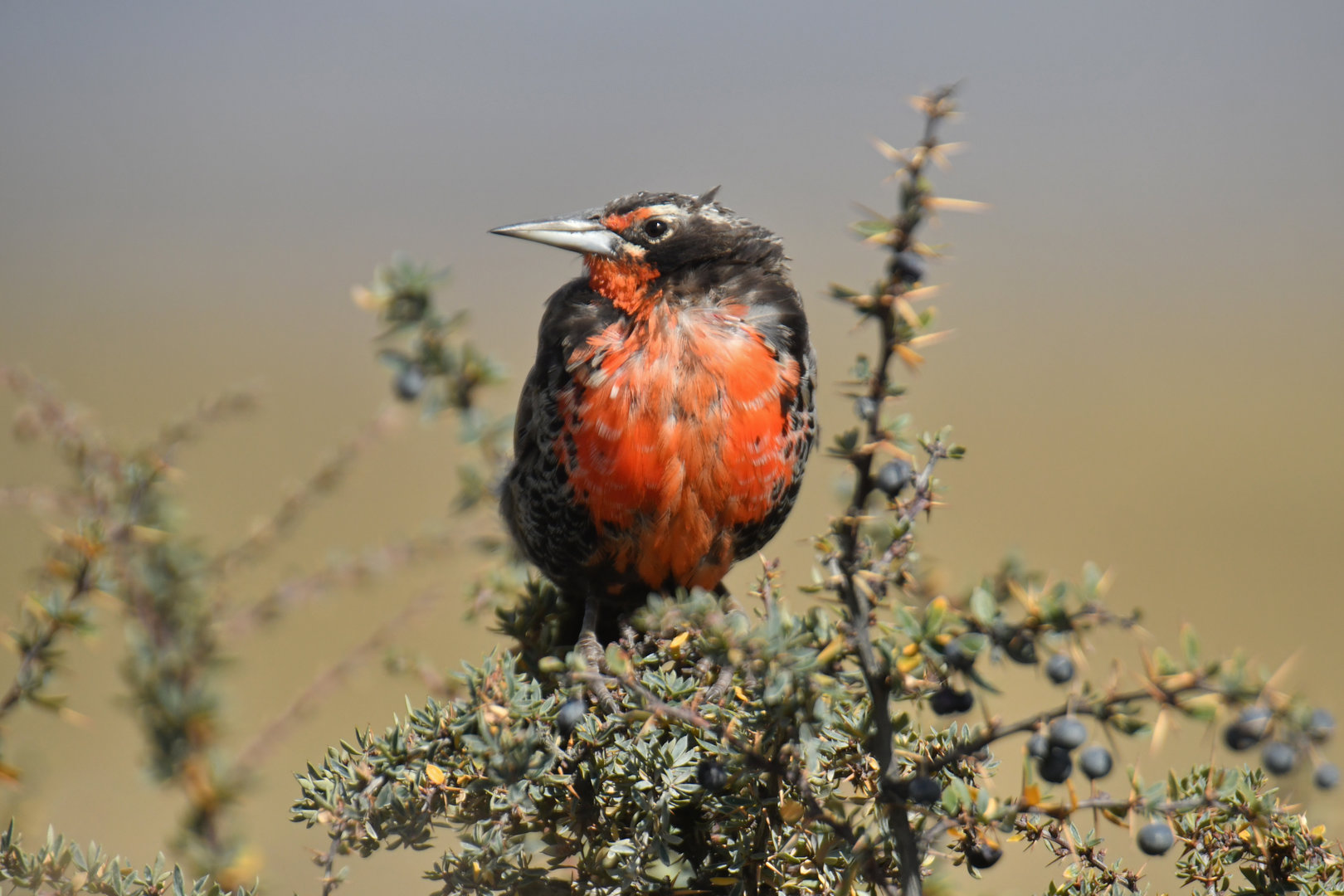 Long-tailed Meadowlark Leistes loyca