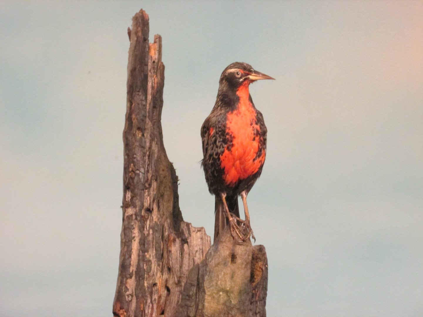 long tailed meadowlark museo de historia natural santiago chile