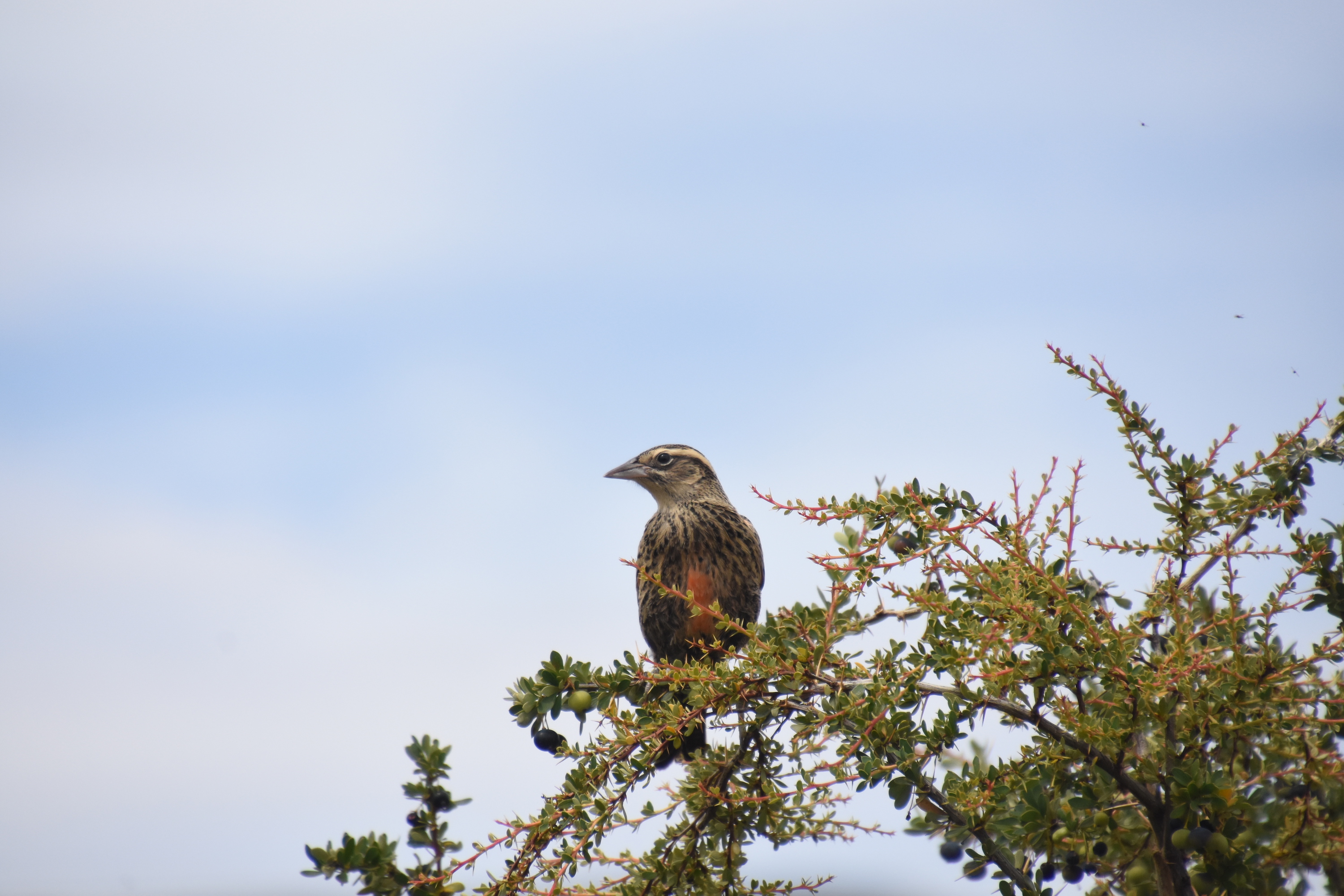 Long-tailed meadowlark