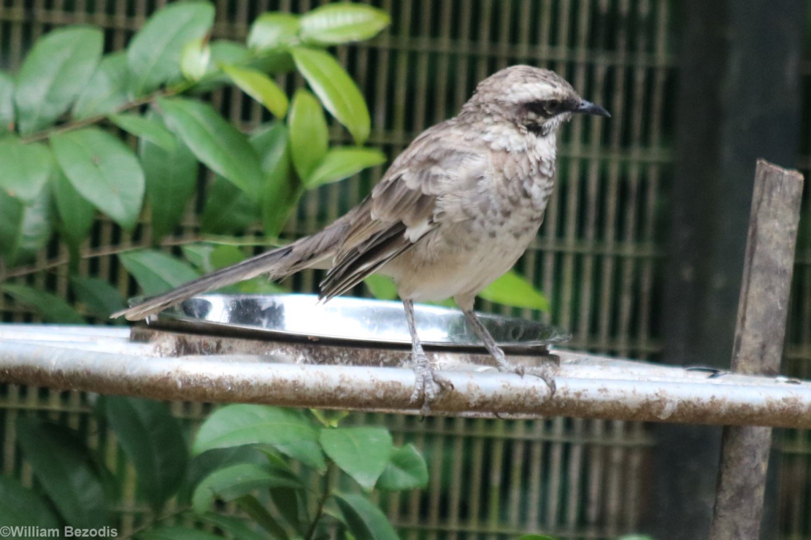 Long-tailed Mockingbird