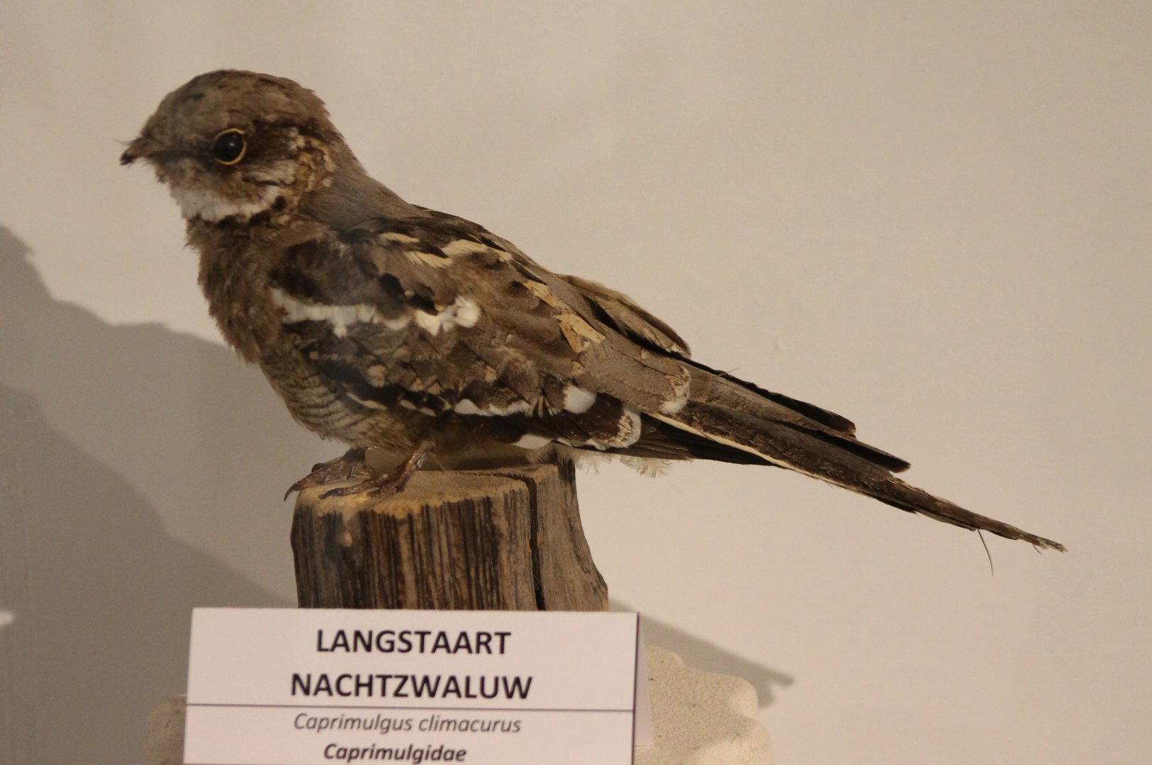 Long-tailed nightjar