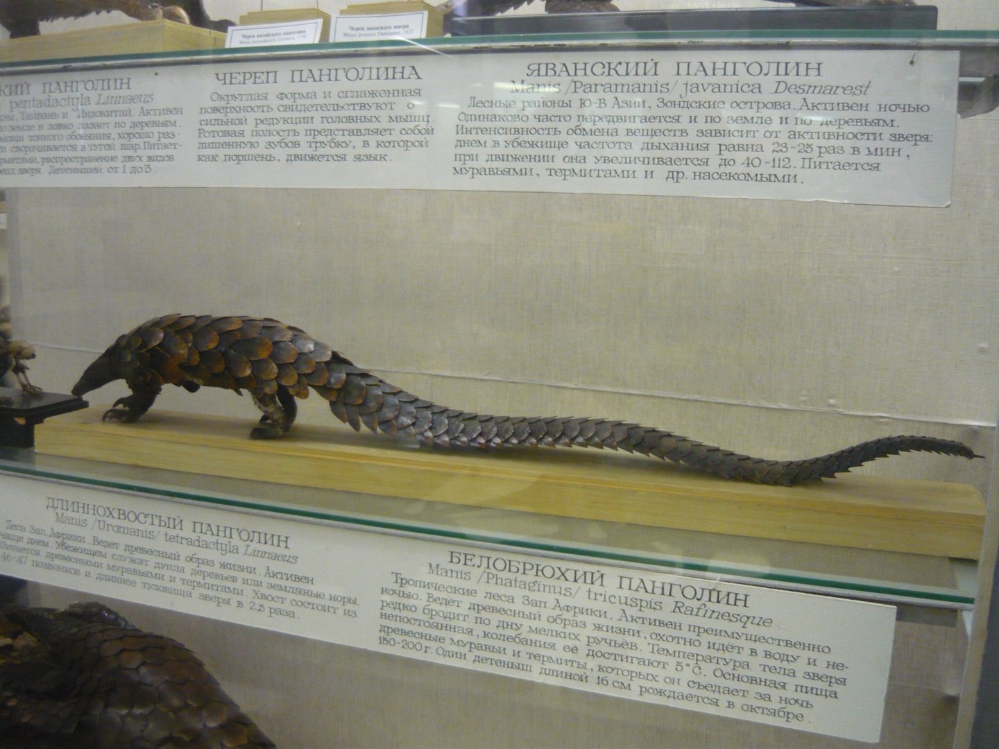 Long-tailed pangolin