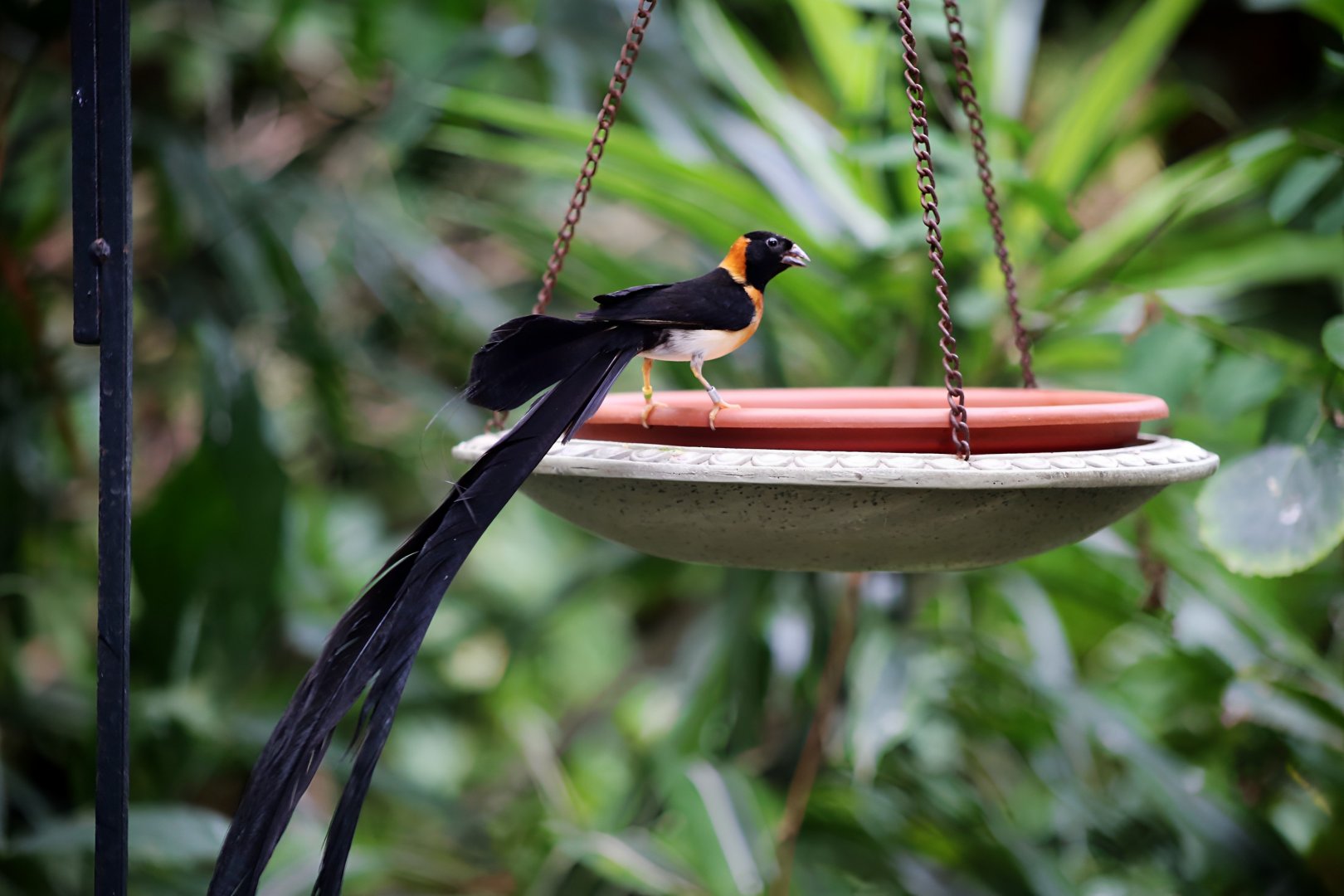 Long-tailed Paradise Whydah (Vidua paradisaea), December 2019