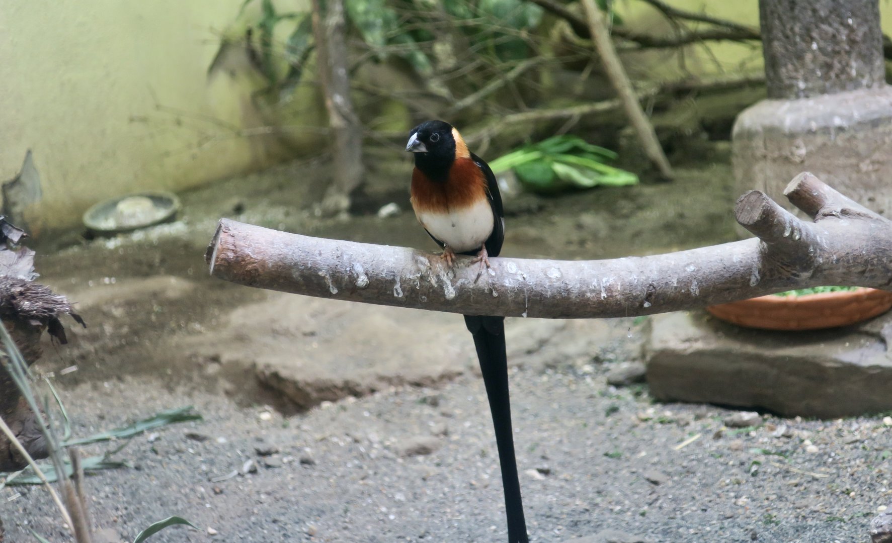Long-Tailed Paradise Whydah (Vidua paradisaea) male