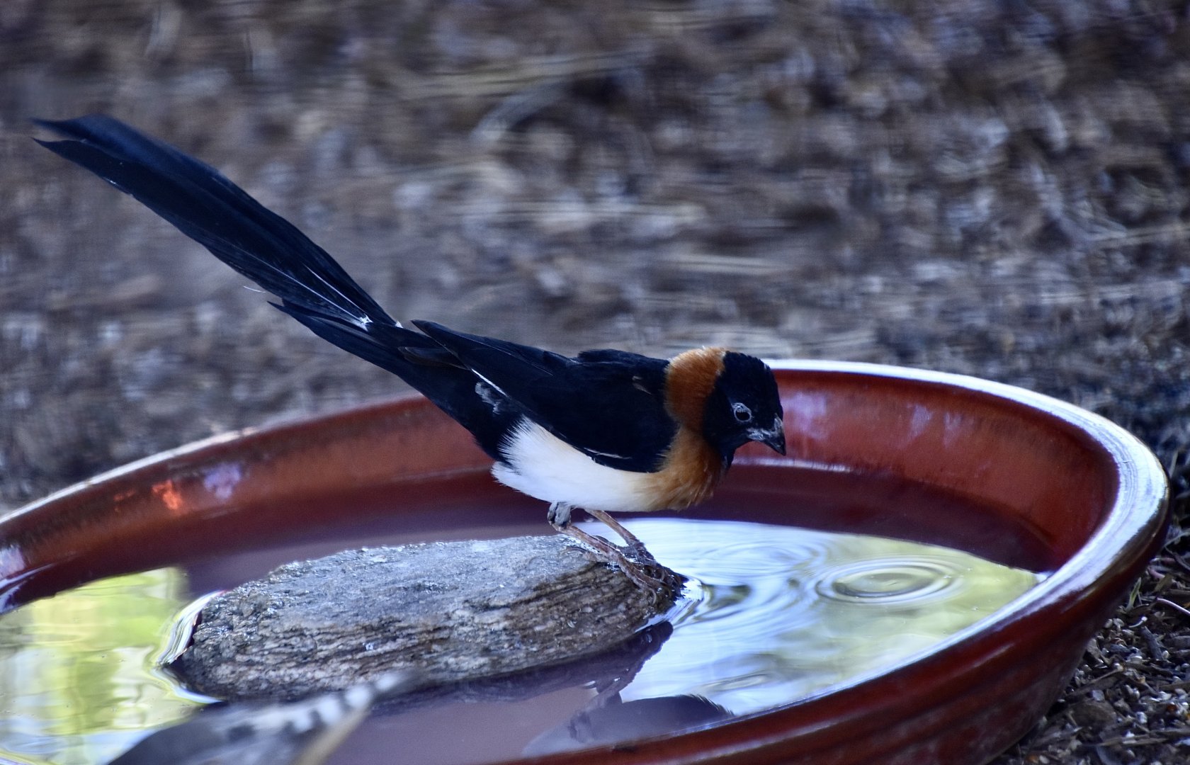 Long-Tailed Paradise Whydah (Vidua paradisaea) male