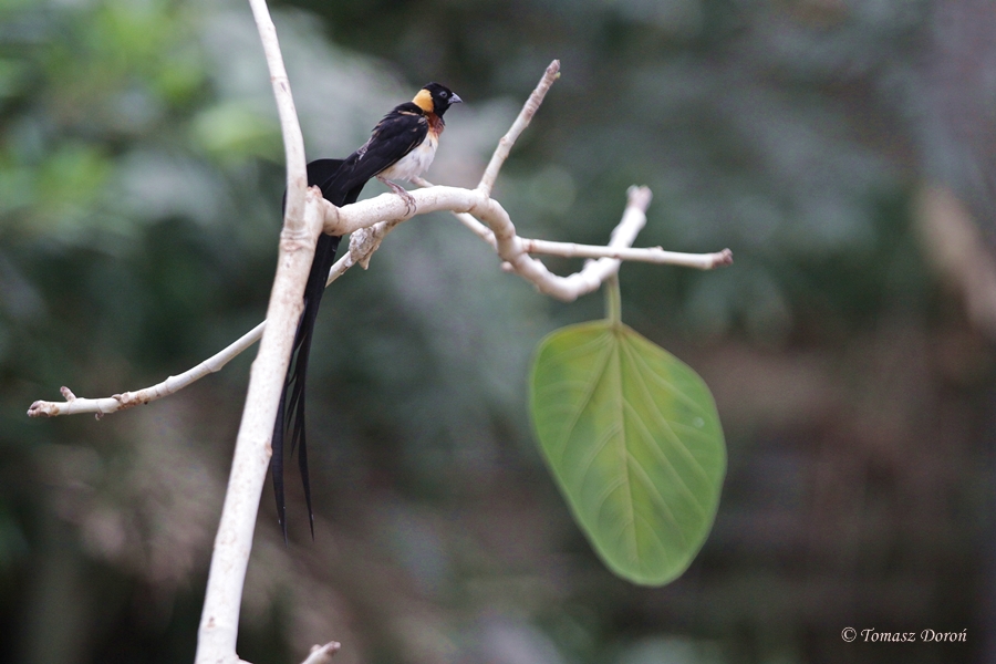 Long-tailed Paradise-whydah (Vidua paradisaea)